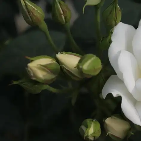Trandafiri Floribunda - Trandafiri - Blanc Meillandecor® - 